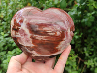 Polished Podocarpus Petrified Wood Hearts x 2 From Mahajanga, Madagascar