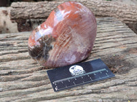 Polished Podocarpus Petrified Wood Hearts x 2 From Mahajanga, Madagascar