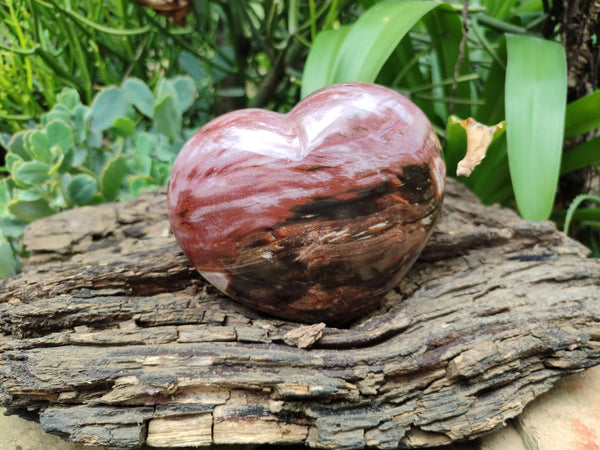 Polished Podocarpus Petrified Wood Hearts x 2 From Mahajanga, Madagascar