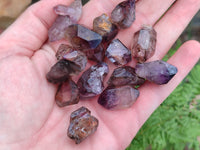 Natural Smokey Window Amethyst Crystals x 70 From Chiredzi, Zimbabwe