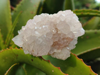 Natural Amethyst Cactus Spirit Quartz Clusters x 12 From Boekenhouthoek, South Africa