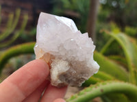 Natural Amethyst Cactus Spirit Quartz Clusters x 12 From Boekenhouthoek, South Africa