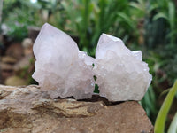 Natural Amethyst Cactus Spirit Quartz Clusters x 12 From Boekenhouthoek, South Africa