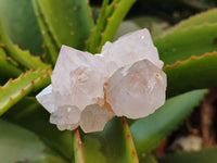 Natural Amethyst Spirit Quartz Clusters x 12 From Boekenhouthoek, South Africa