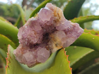 Natural Amethyst Spirit Quartz Clusters x 6 From Boekenhouthoek, South Africa