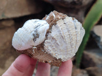 Natural Assortment Of Specimens x 12 From Southern Africa