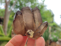 Natural Assortment Of Specimens x 12 From Southern Africa