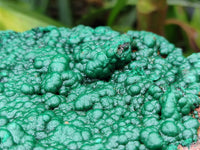 Natural Ball Malachite On Dolomite Matrix Specimen x 1 From Kambove, Congo