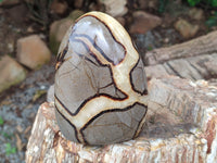 Polished Septerye Standing Free Forms x 2 From Mahajanga, Madagascar