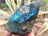 Polished On One Side Labradorite x 6 From Tulear, Madagascar