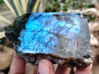 Polished On One Side Labradorite x 6 From Tulear, Madagascar