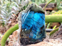 Polished On One Side Labradorite x 6 From Tulear, Madagascar