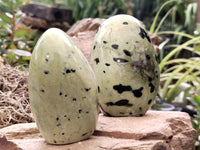 Polished Leopard Stone Standing Free Forms x 4 From Nyanga, Zimbabwe