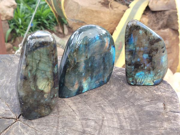 Polished Labradorite Standing Free Forms x 3 From Tulear, Madagascar