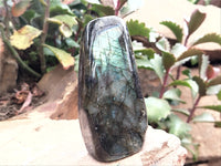 Polished Labradorite Standing Free Forms x 3 From Tulear, Madagascar