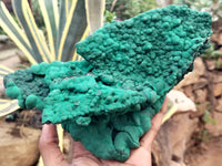 Natural Botryoidal Malachite Specimens x 1 From Tenke Fungurume, Congo