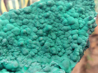 Natural Botryoidal Malachite Specimens x 1 From Tenke Fungurume, Congo