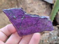 Polished On One Side Purpurite x 12 From Namibia