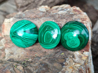 Hand Made Round Flower Banded Malachite Cabochons - Sold Per Item - From Congo