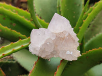 Natural Cactus Spirit Quartz Clusters x 12 From Boekenhouthoek, South Africa