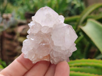 Natural Cactus Spirit Quartz Clusters x 12 From Boekenhouthoek, South Africa