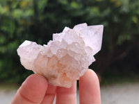 Natural Cactus Spirit Quartz Clusters x 12 From Boekenhouthoek, South Africa