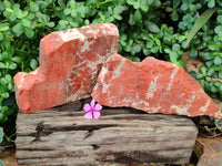 Natural Red Jasper Specimens x 2 From Northern Cape, South Africa