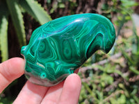 Polished Assorted Malachite Fruit Carvings x 12 From Congo