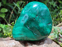 Polished Flower Banded Malachite Free Forms x 2 From Congo