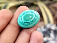 Hand Made Oval Flower Banded Malachite Cabochons - Sold Per Item - From Congo