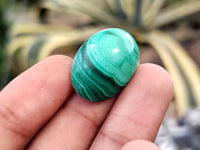 Hand Made Oval Flower Banded Malachite Cabochons - Sold Per Item - From Congo