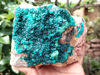 Natural Dioptase Cabinet Specimen x 1 From Reneville Brazzaville, Congo