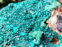 Natural Dioptase Cabinet Specimen x 1 From Reneville Brazzaville, Congo