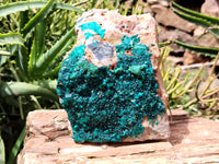 Natural Dioptase Cabinet Specimen x 1 From Reneville Brazzaville, Congo