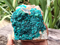 Natural Dioptase Cabinet Specimen x 1 From Reneville Brazzaville, Congo