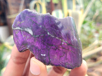 Polished On One Side Purpurite x 12 From Namibia