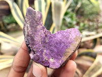 Polished On One Side Purpurite x 12 From Namibia