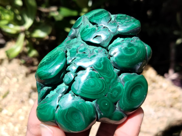 Polished Flower Banded Malachite Free Forms x 6 From Congo