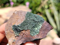 Natural Libethenite Crystals On Dolomite Matrix Specimens x 5 From Shituru, Congo