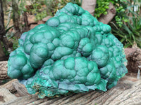 Natural Botryoidal Malachite Specimen x 1 From Congo