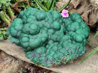 Natural Botryoidal Malachite Specimen x 1 From Congo