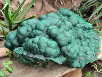 Natural Botryoidal Malachite Specimen x 1 From Congo