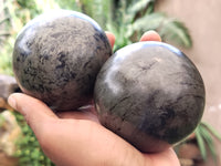 Polished Pharaoh Stone Spheres x 2 From Zimbabwe