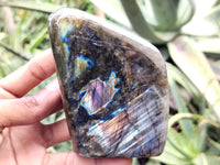 Polished Labradorite Standing Free Forms x 3 From Tulear, Madagascar