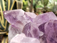 Natural Jacaranda Amethyst Quartz Cluster x 1 from Mumbwa, Zambia