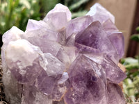 Natural Jacaranda Amethyst Quartz Cluster x 1 from Mumbwa, Zambia