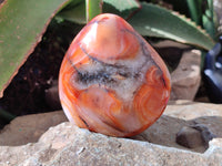 Polished Carnelian Standing Free Forms x 6 From Madagascar