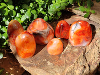 Polished Carnelian Standing Free Forms x 6 From Madagascar