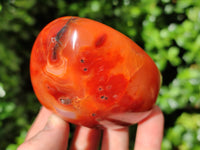 Polished Carnelian Standing Free Forms x 6 From Madagascar