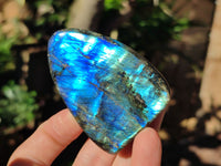 Polished Labradorite Standing Free Forms x 6 From Tulear, Madagascar